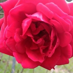 Meet your Posher, Jassamine